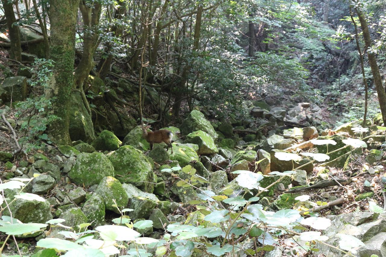 Cottage Yakusugi House Yakushima  Exterior photo