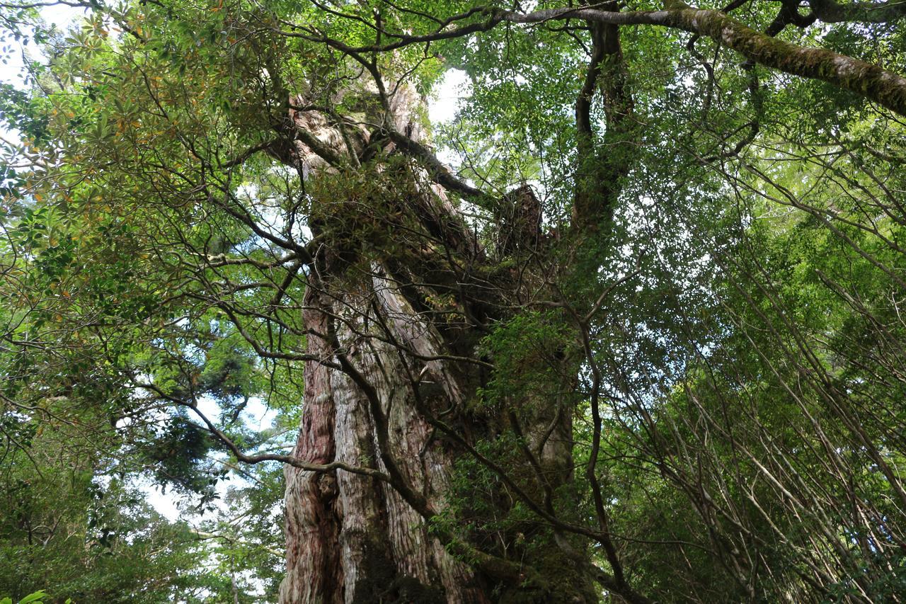 Cottage Yakusugi House Yakushima  Exterior photo